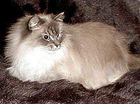 siberian2