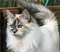 siberian3