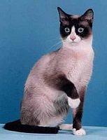 snowshoe