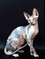 sphynx