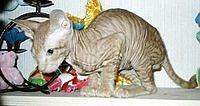 sphynx3