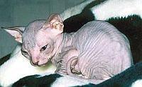 sphynx4