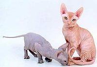 sphynx5