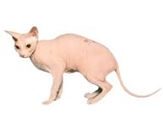 sphynx donsc