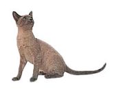 tonkinese