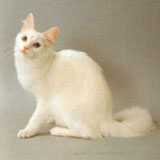 turkish angora