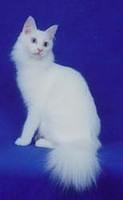 angora