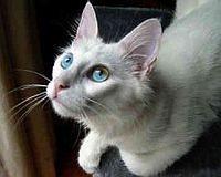 turkish angora