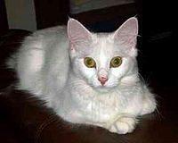 turkish angora1