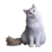 turkish van
