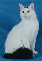 turkish van3