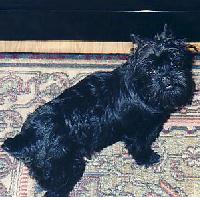 affenpinscher evans