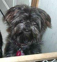 affenpinscher windsor