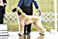 afghanhounds