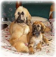 afghandhound arney