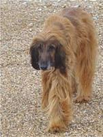 afghandhound lacey