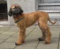 afghandhound wesselink