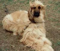 afghandhound williams