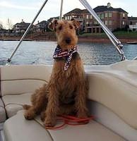 airedaleterrier kerry