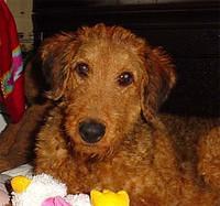 airedaleterrier maureenh