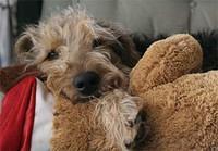 airedaleterrier pilley