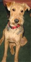 airedaleterrier scott