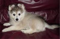 alaskankleekai greene