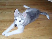 alaskankleekai rosario
