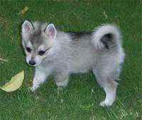 alaskankleekia billy