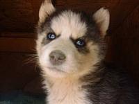 alaskenkleekai hunter