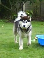 alaskanmalamute akmal