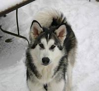 alaskanmalamute brommel