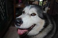 alaskanmalamute stirling