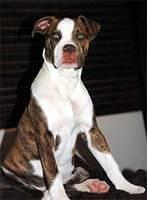 americanbulldog cota