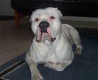 americanbulldog kotch2