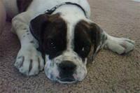 americanbulldog madrid