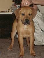 americanbulldog manske