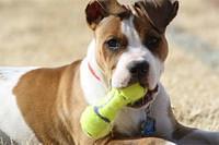 americanbulldog rago2