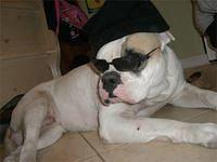 americanbulldog silva