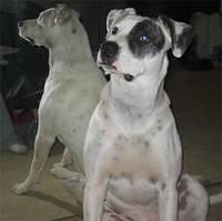 americanbulldog smith