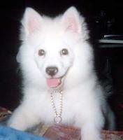 americaneskimo2 king