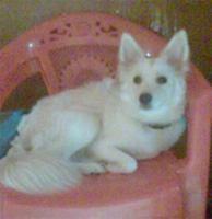 americaneskimo akshata