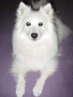 americaneskimo denise