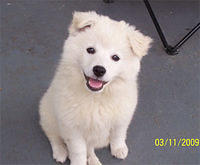 americaneskimo romano