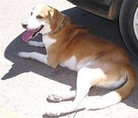 americanfoxhound leous