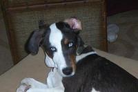 americanfoxhound susanne