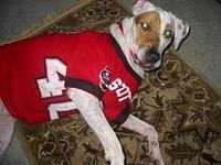 americanfoxhound vick