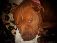 americanpitbullterrier harr
