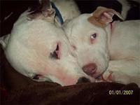 americanpitbullterrier harris2