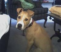 americanstaffordshireterriers
